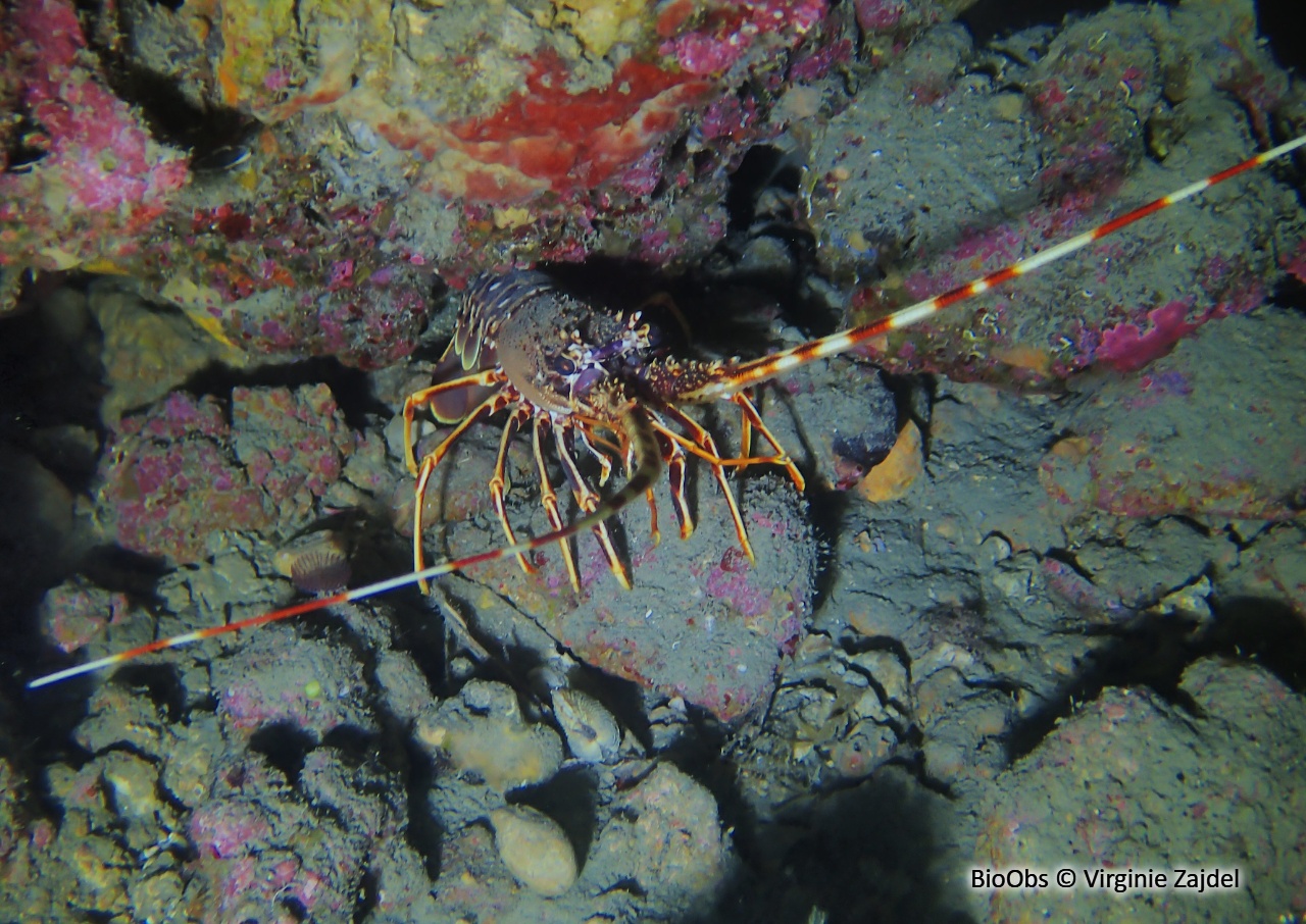 Langouste rouge - Palinurus elephas - Virginie Zajdel - BioObs