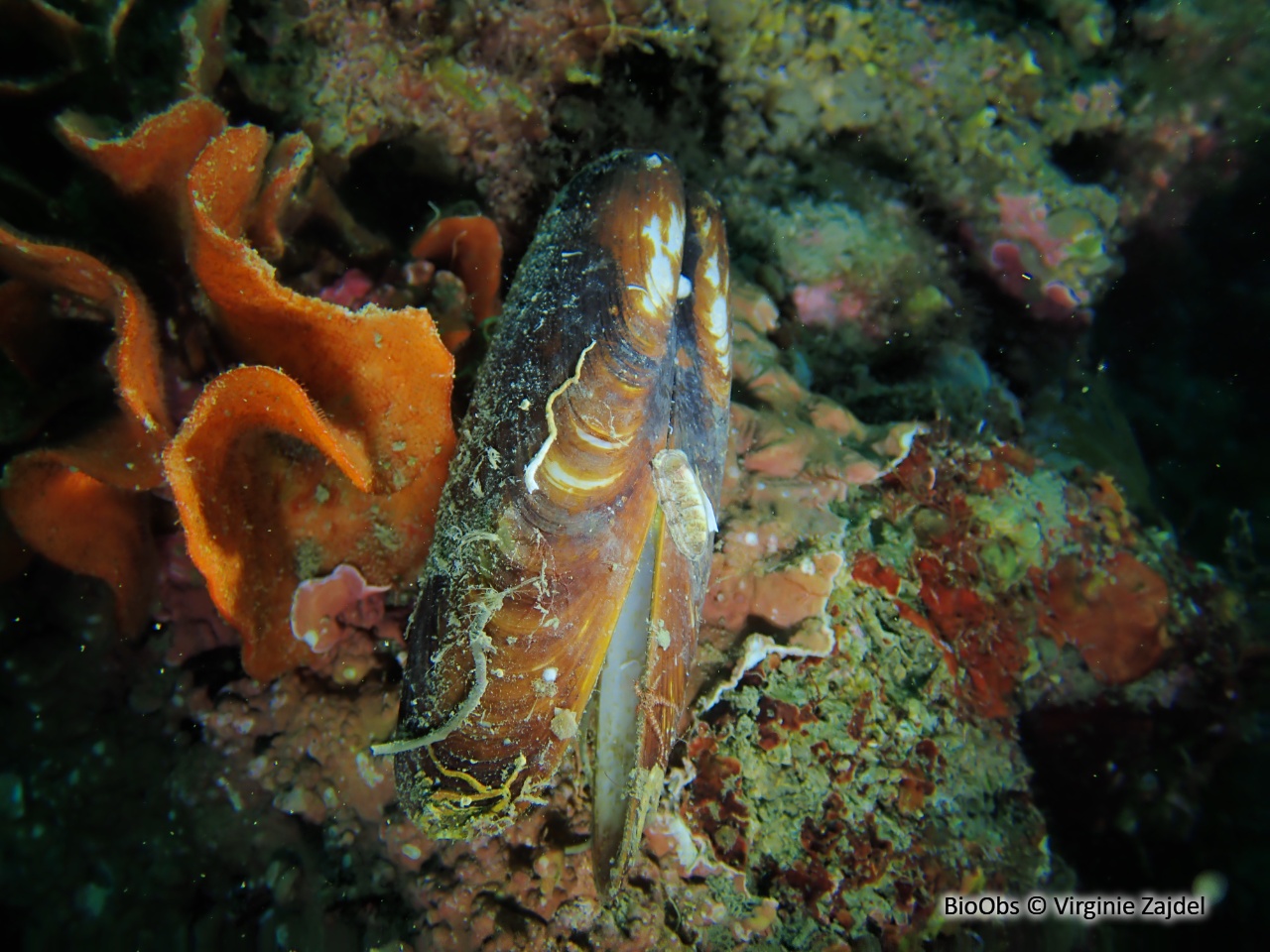 Datte de mer - Lithophaga lithophaga - Virginie Zajdel - BioObs