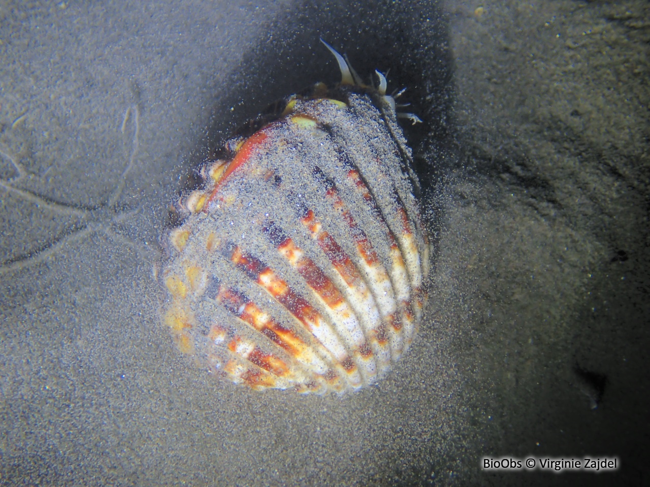 Bucarde tuberculée - Acanthocardia tuberculata - Virginie Zajdel - BioObs