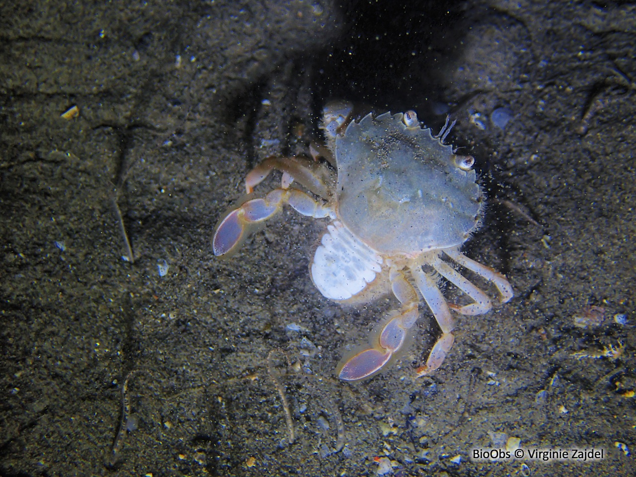 Etrille lisse - Liocarcinus vernalis - Virginie Zajdel - BioObs