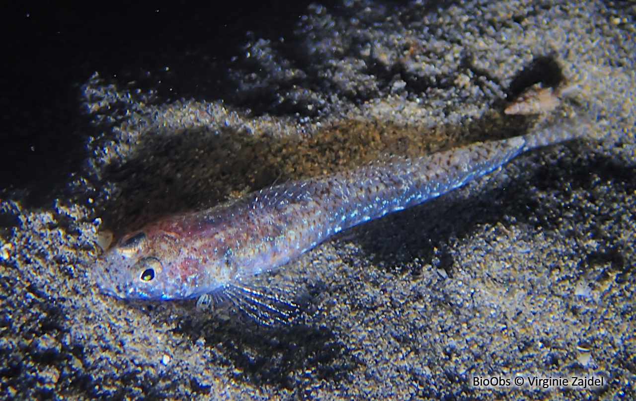 Gobie marbré - Pomatoschistus marmoratus - Virginie Zajdel - BioObs
