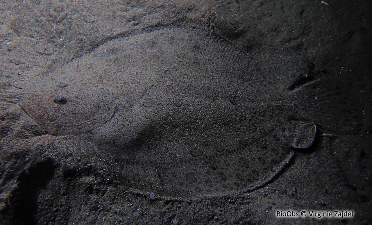 Barbue - Scophthalmus rhombus - Virginie Zajdel - BioObs