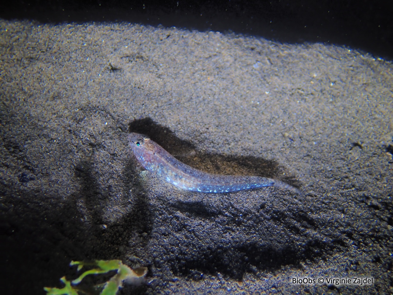 Gobie marbré - Pomatoschistus marmoratus - Virginie Zajdel - BioObs