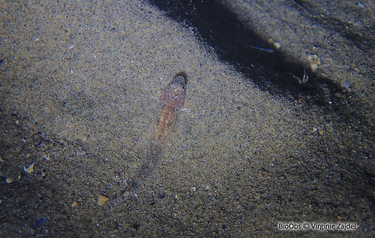 Gobie marbré - Pomatoschistus marmoratus - Virginie Zajdel - BioObs