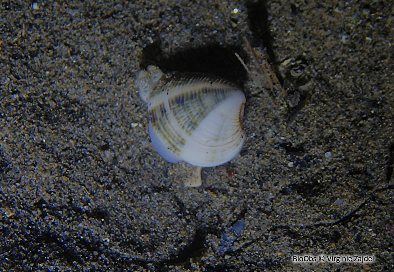 Vénus pied de poule - Chamelea gallina - Virginie Zajdel - BioObs