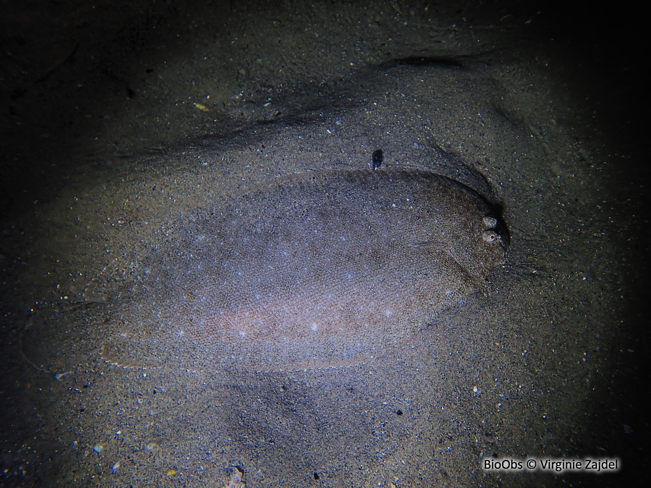 Sole-pole - Pegusa lascaris - Virginie Zajdel - BioObs