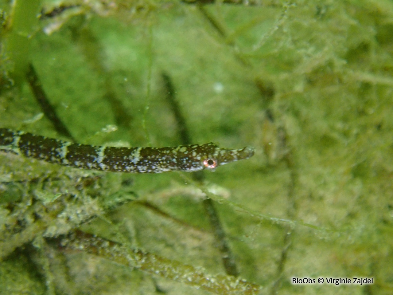 Syngnathe de lagune - Syngnathus abaster - Virginie Zajdel - BioObs