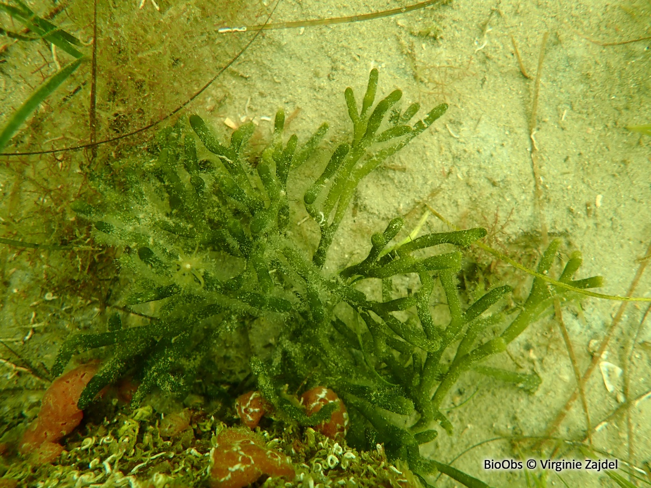 Codium fragile - Codium fragile - Virginie Zajdel - BioObs