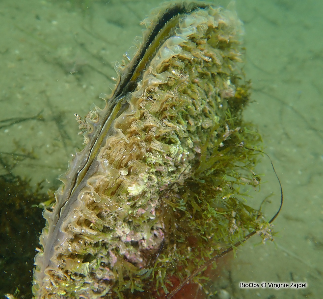 Grande nacre , Pinne noble - Pinna nobilis - Virginie Zajdel - BioObs