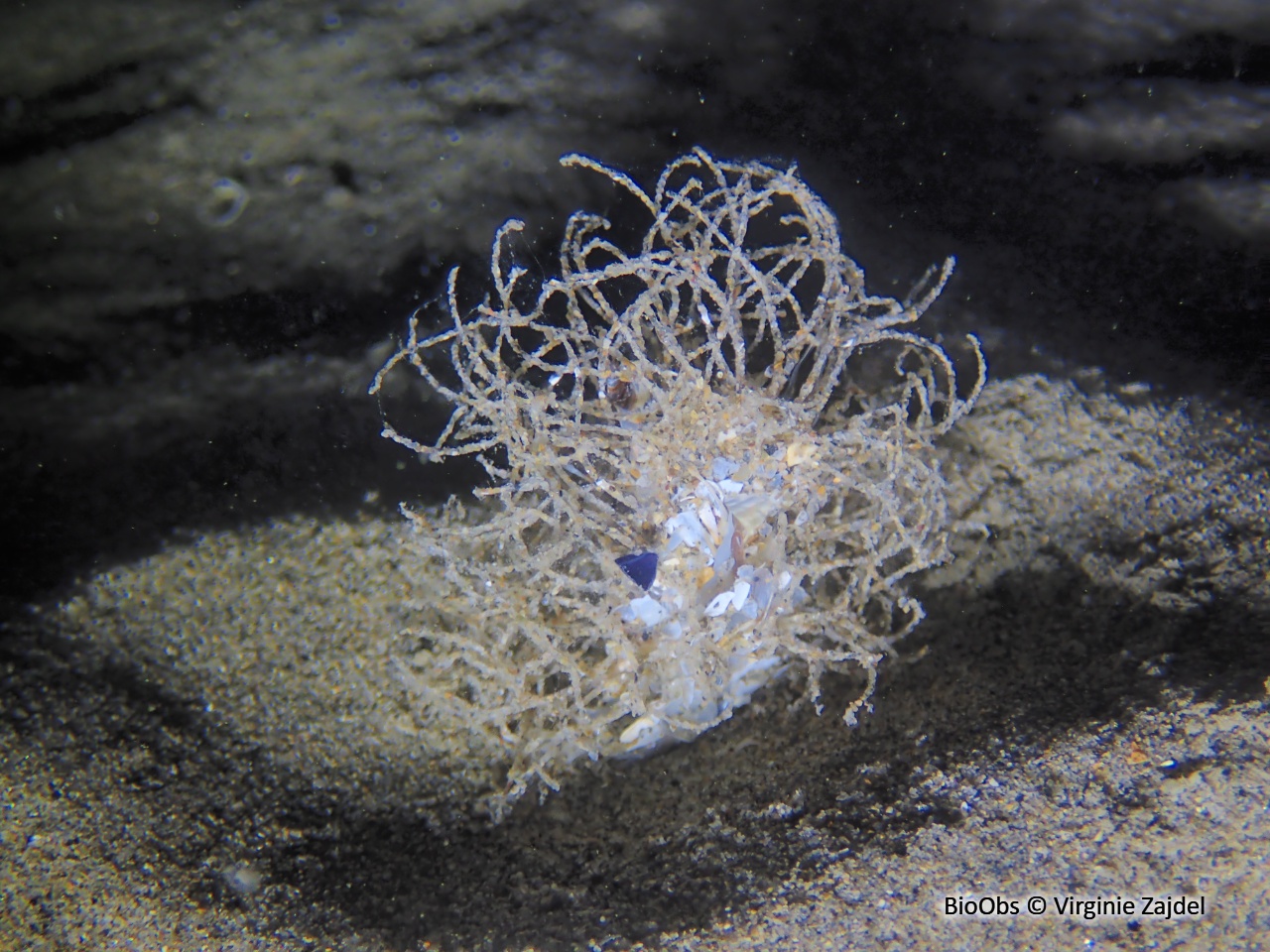 Lanice - Lanice conchilega - Virginie Zajdel - BioObs