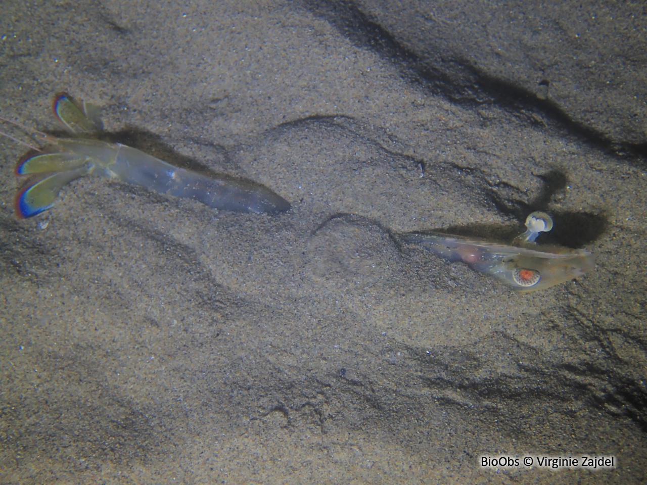 Caramote - Penaeus kerathurus - Virginie Zajdel - BioObs