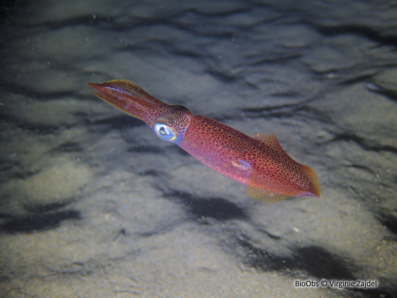 Calmar - Loligo vulgaris - Virginie Zajdel - BioObs