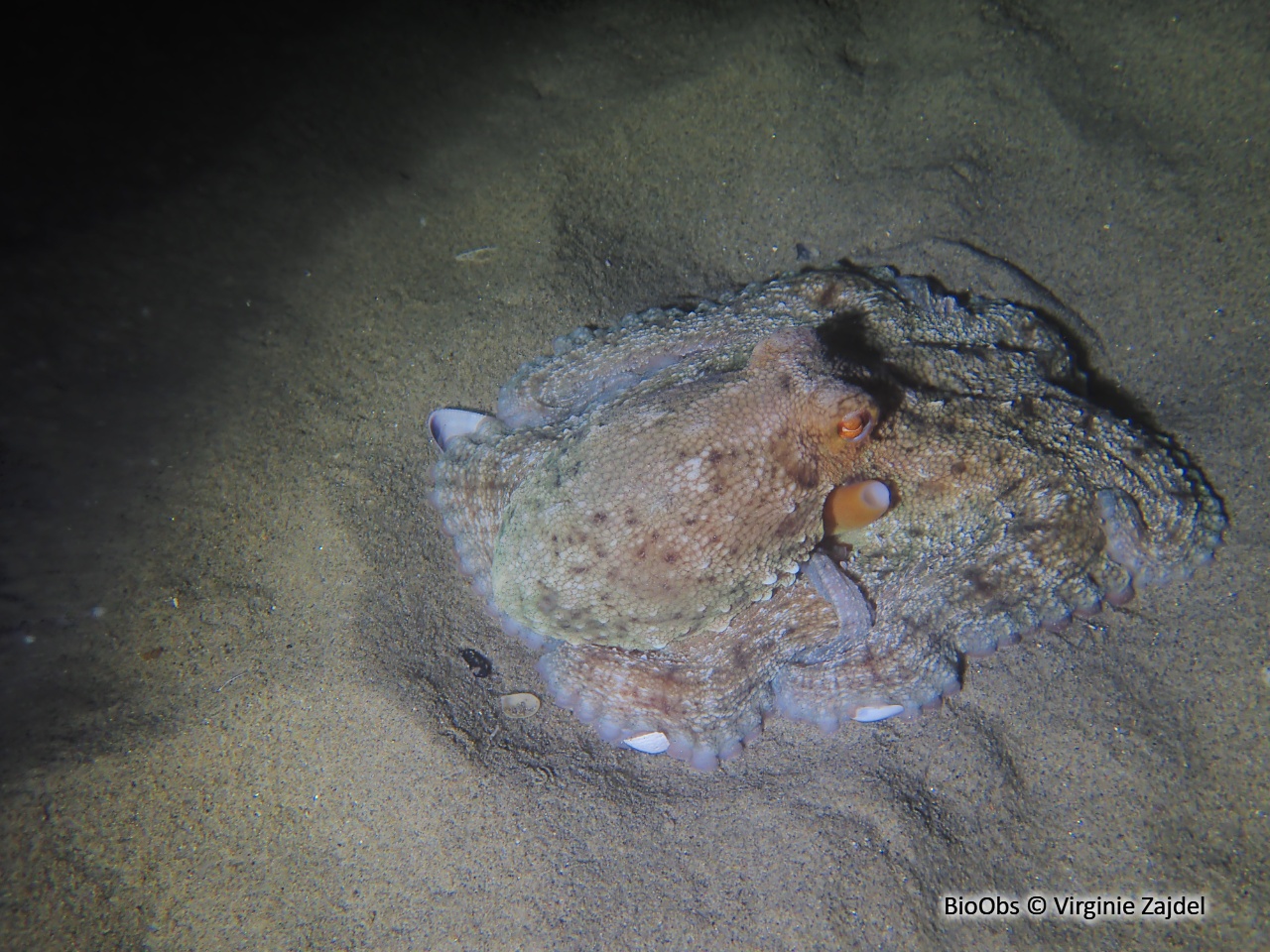 Poulpe commun - Octopus vulgaris - Virginie Zajdel - BioObs