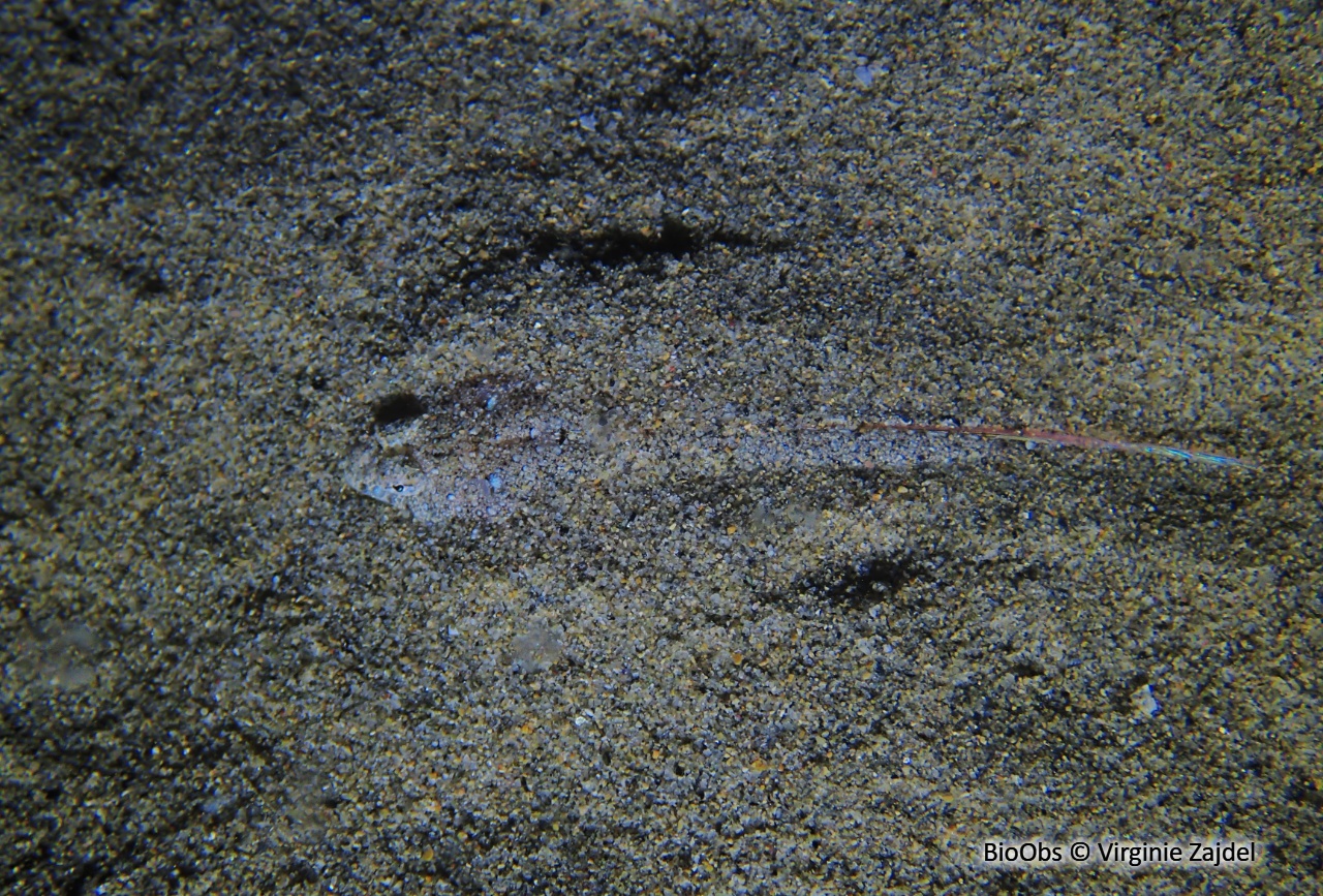 Dragonnet élégant - Callionymus pusillus - Virginie Zajdel - BioObs