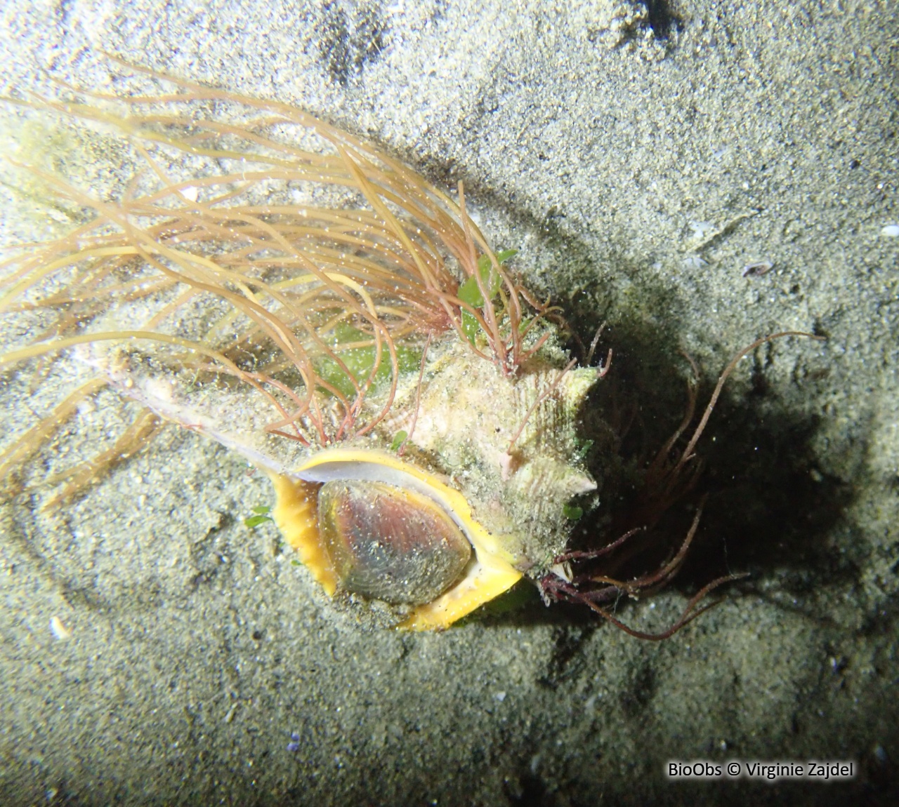 Murex épineux - Bolinus brandaris - Virginie Zajdel - BioObs