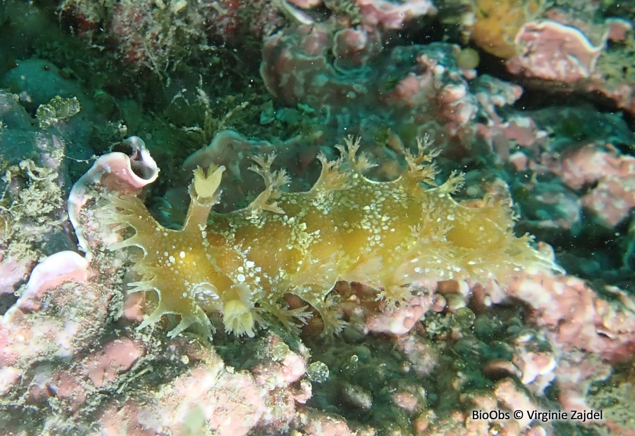 Marionia - Marionia blainvillea - Virginie Zajdel - BioObs