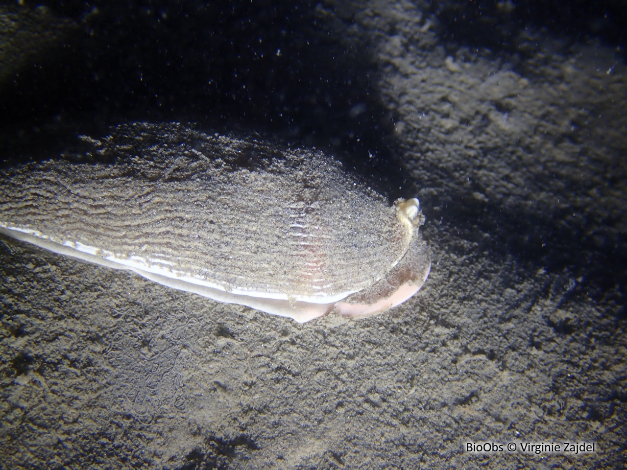 Armine tigrée - Armina tigrina - Virginie Zajdel - BioObs