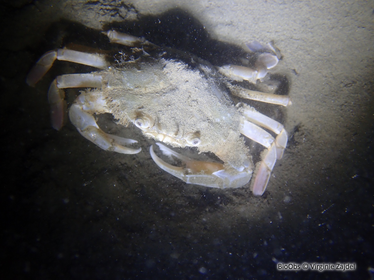 Etrille lisse - Liocarcinus vernalis - Virginie Zajdel - BioObs