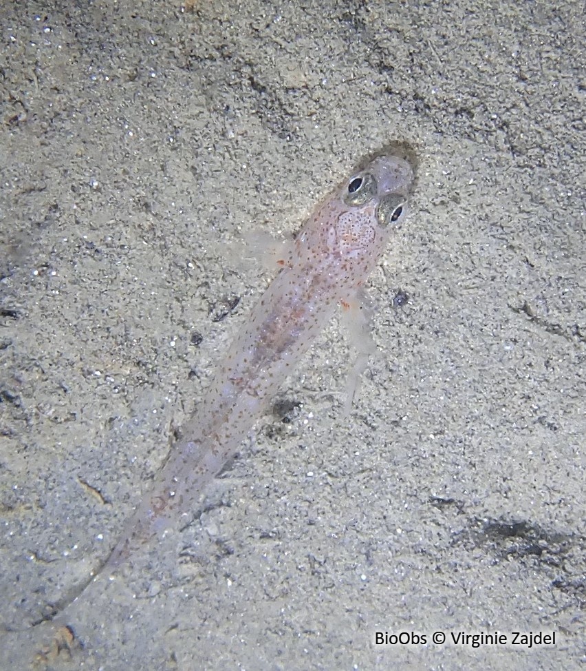 Gobie marbré - Pomatoschistus marmoratus - Virginie Zajdel - BioObs
