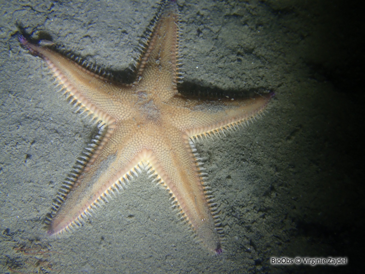 Etoile-peigne commune - Astropecten irregularis - Virginie Zajdel - BioObs