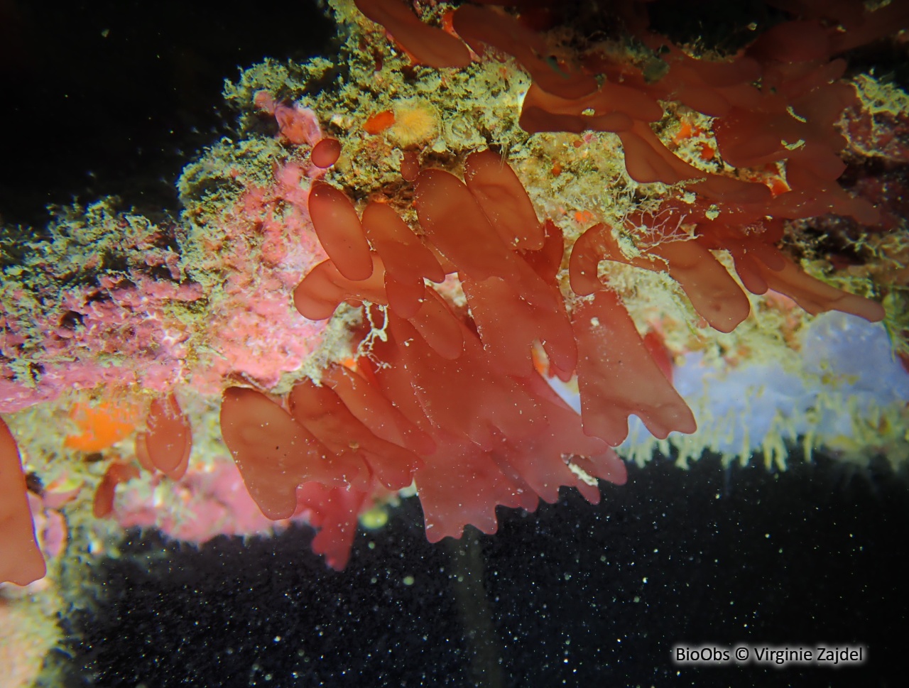 Sebdénie de Rodriguez - Sebdenia rodrigueziana - Virginie Zajdel - BioObs