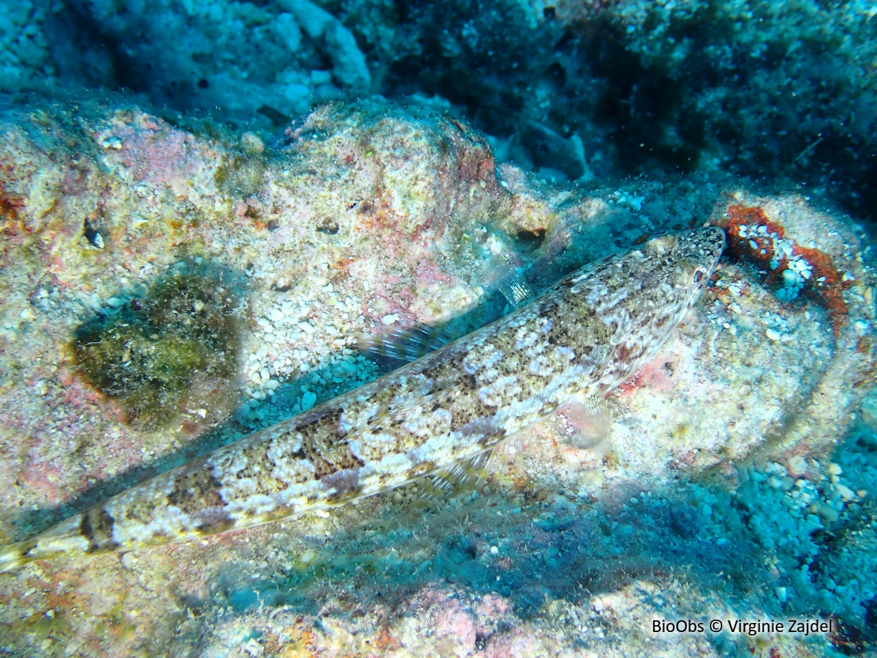 Poisson-lézard de sable - Synodus dermatogenys - Virginie Zajdel - BioObs