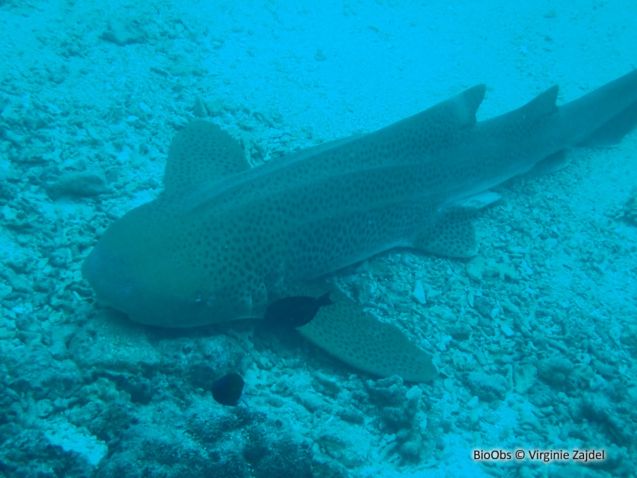 Requin zèbre - Stegostoma fasciatum - Virginie Zajdel - BioObs