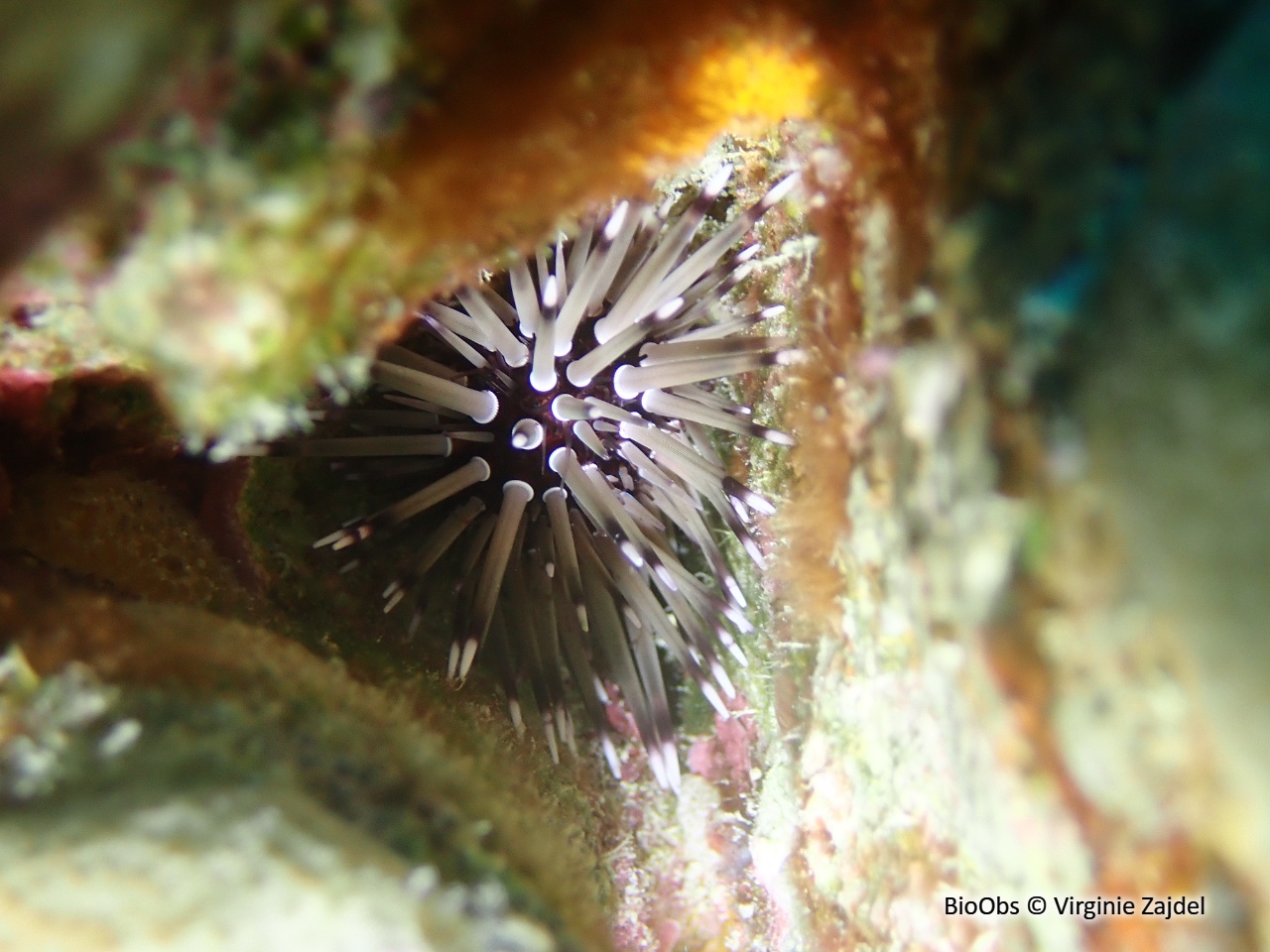 Oursin perforant - Echinometra mathaei - Virginie Zajdel - BioObs