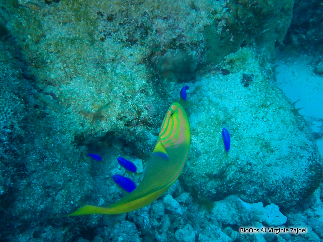 Girelle paon jaune - Thalassoma lutescens - Virginie Zajdel - BioObs