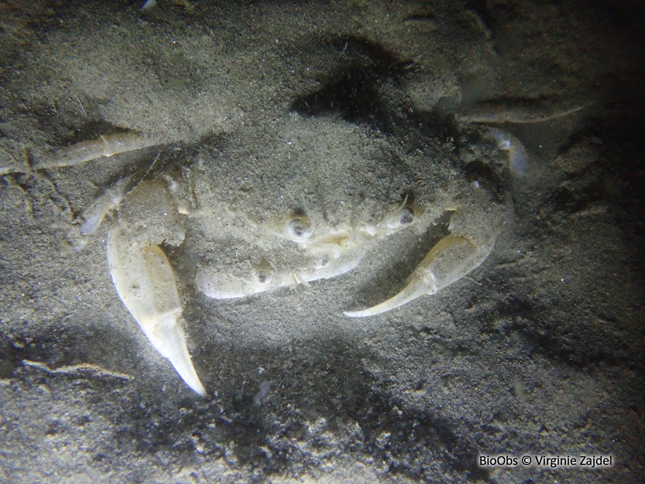 Etrille lisse - Liocarcinus vernalis - Virginie Zajdel - BioObs