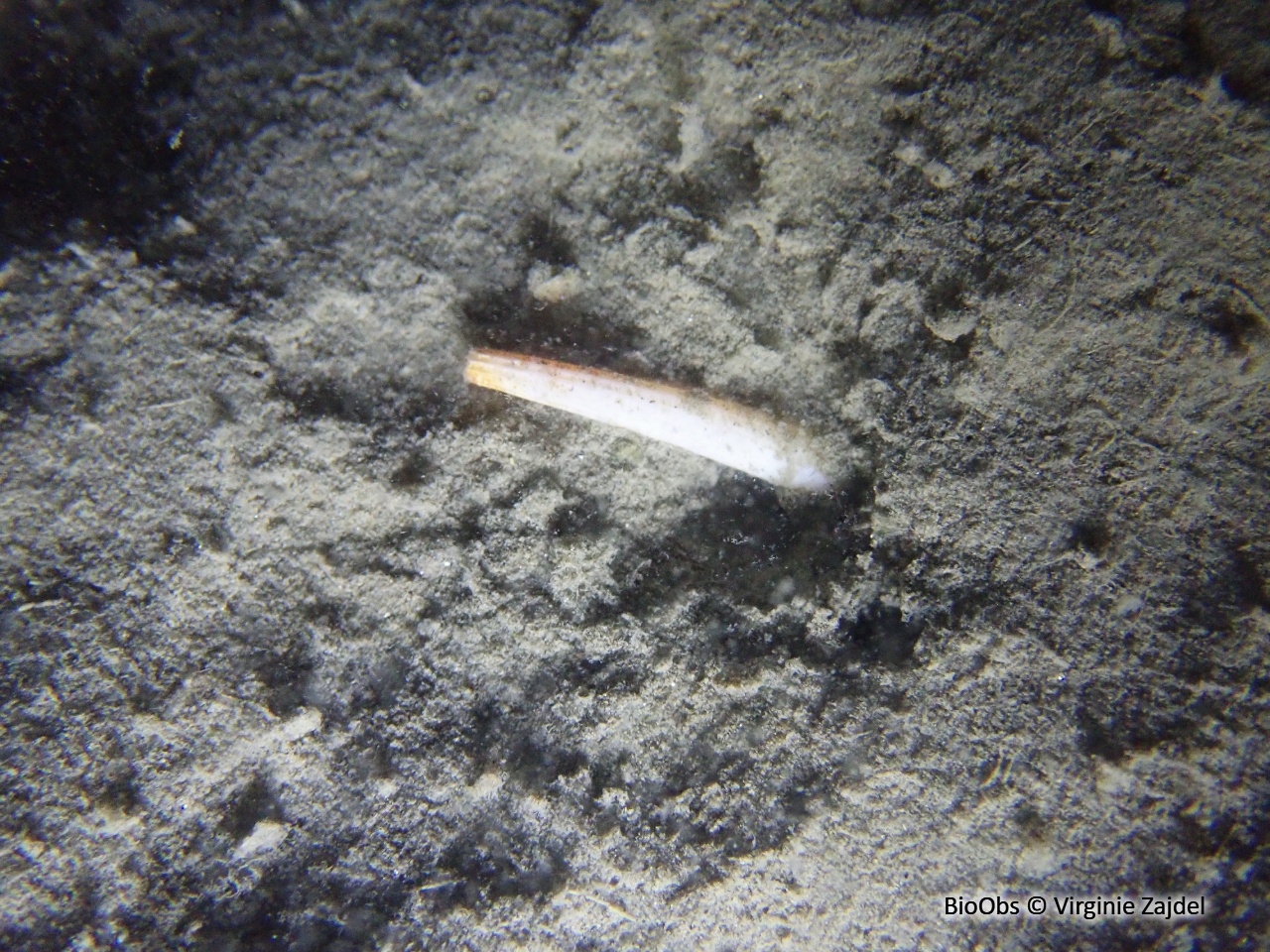 Dentale à grosses côtes - Antalis inaequicostata - Virginie Zajdel - BioObs