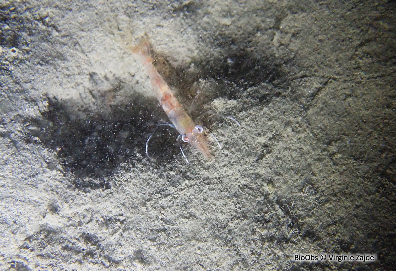 Crevette autruche à gros yeux - Processa macrophthalma - Virginie Zajdel - BioObs