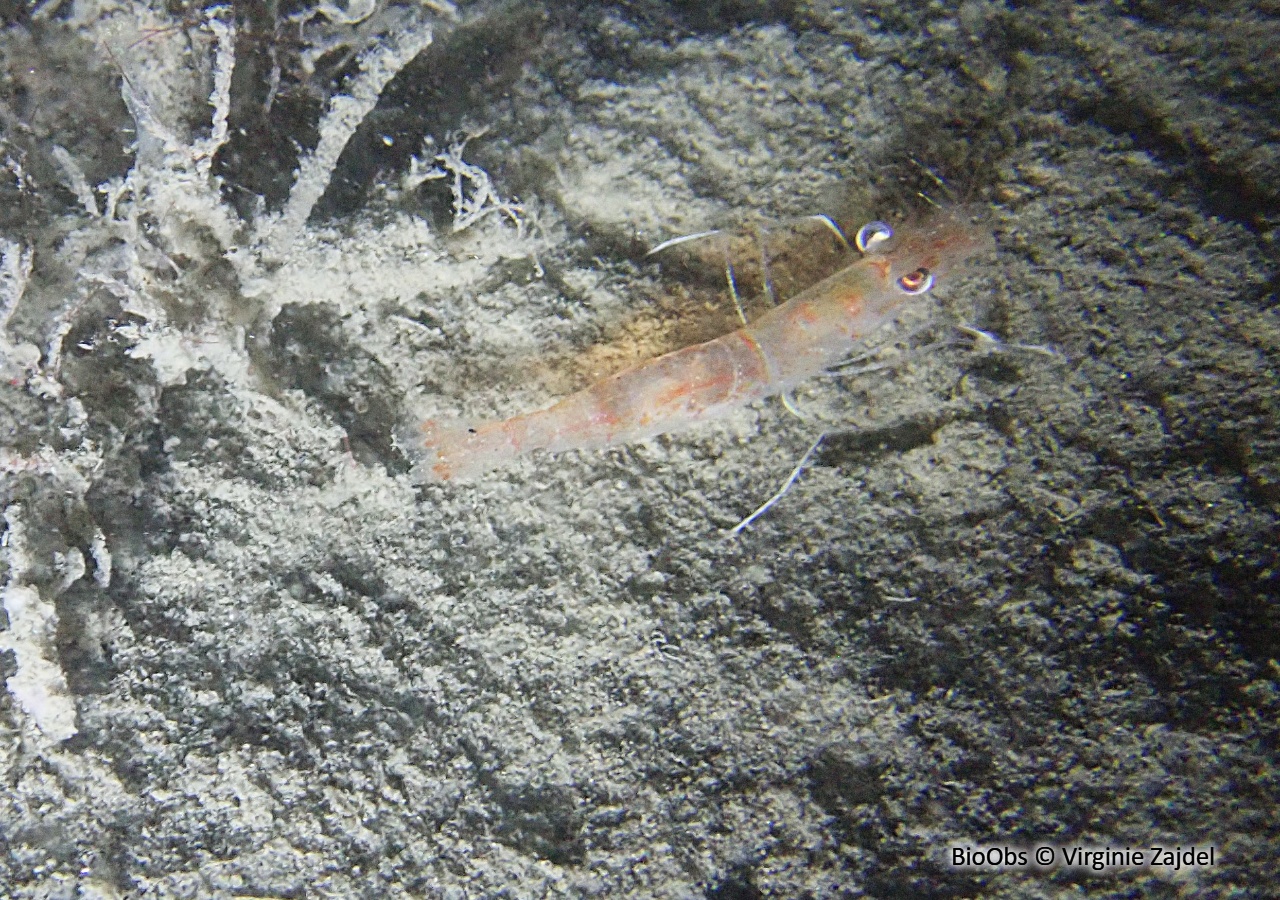 Crevette autruche à gros yeux - Processa macrophthalma - Virginie Zajdel - BioObs