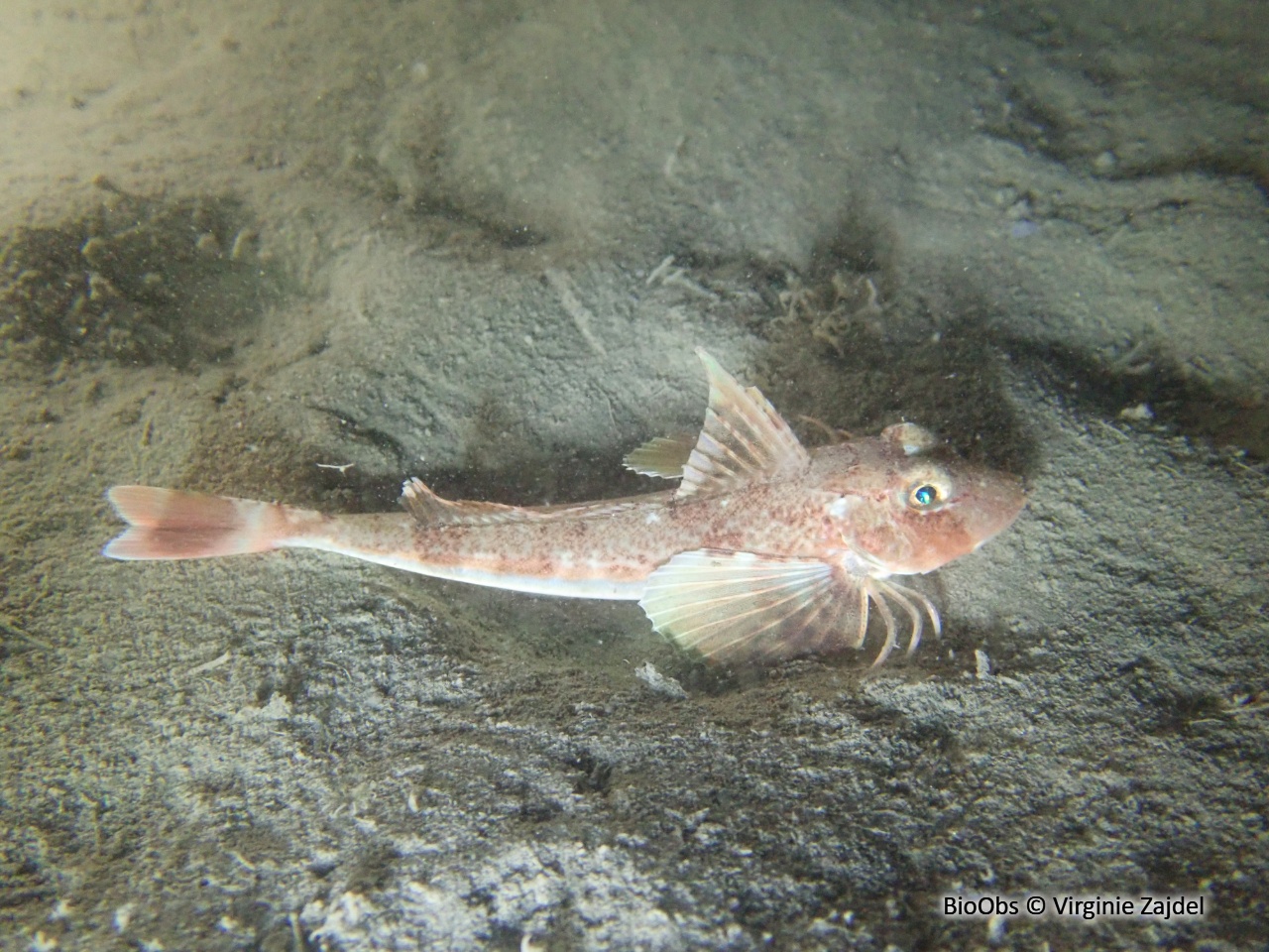 Grondin morude - Chelidonichthys obscurus - Virginie Zajdel - BioObs