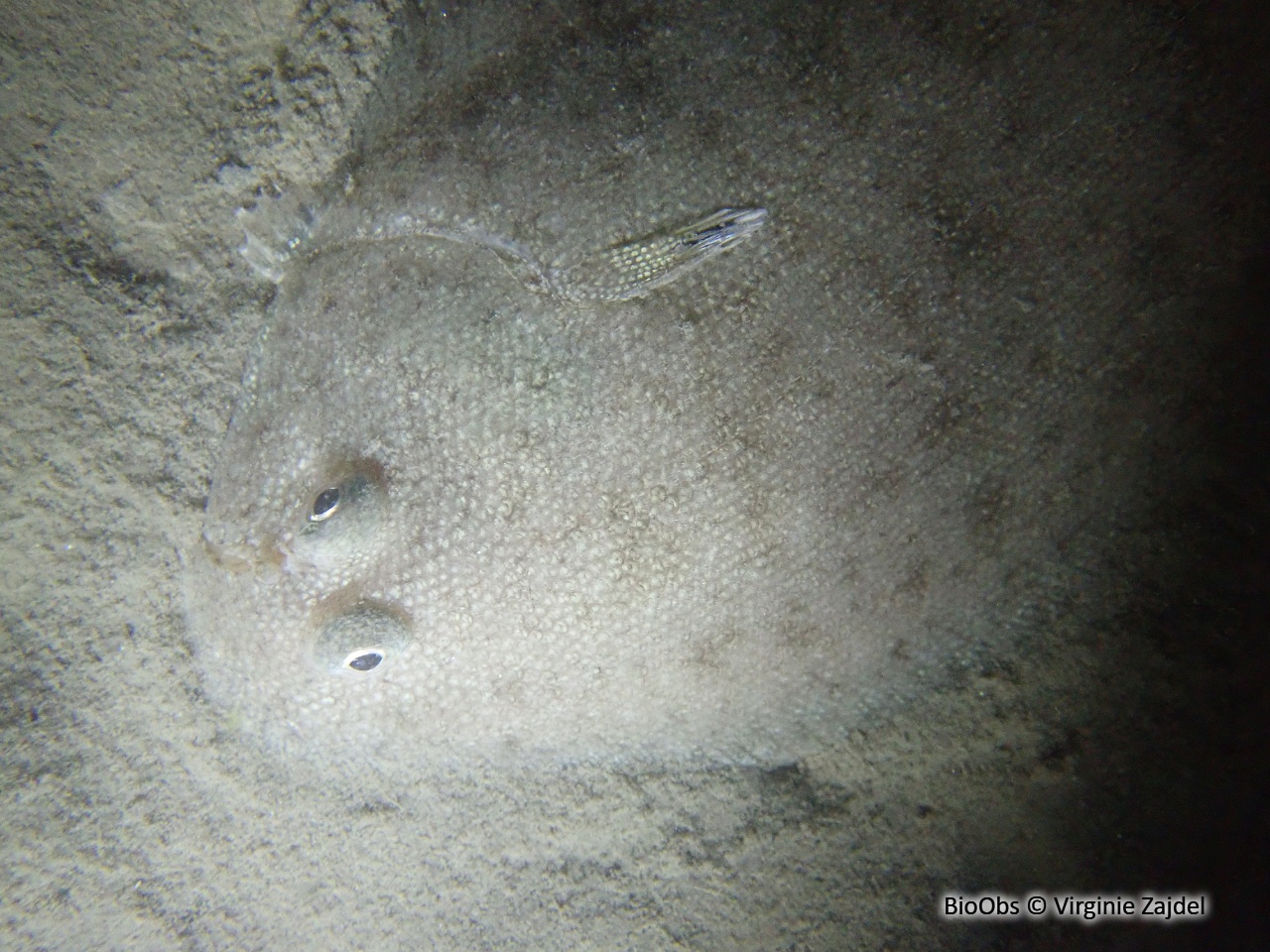 Sole-pole - Pegusa lascaris - Virginie Zajdel - BioObs