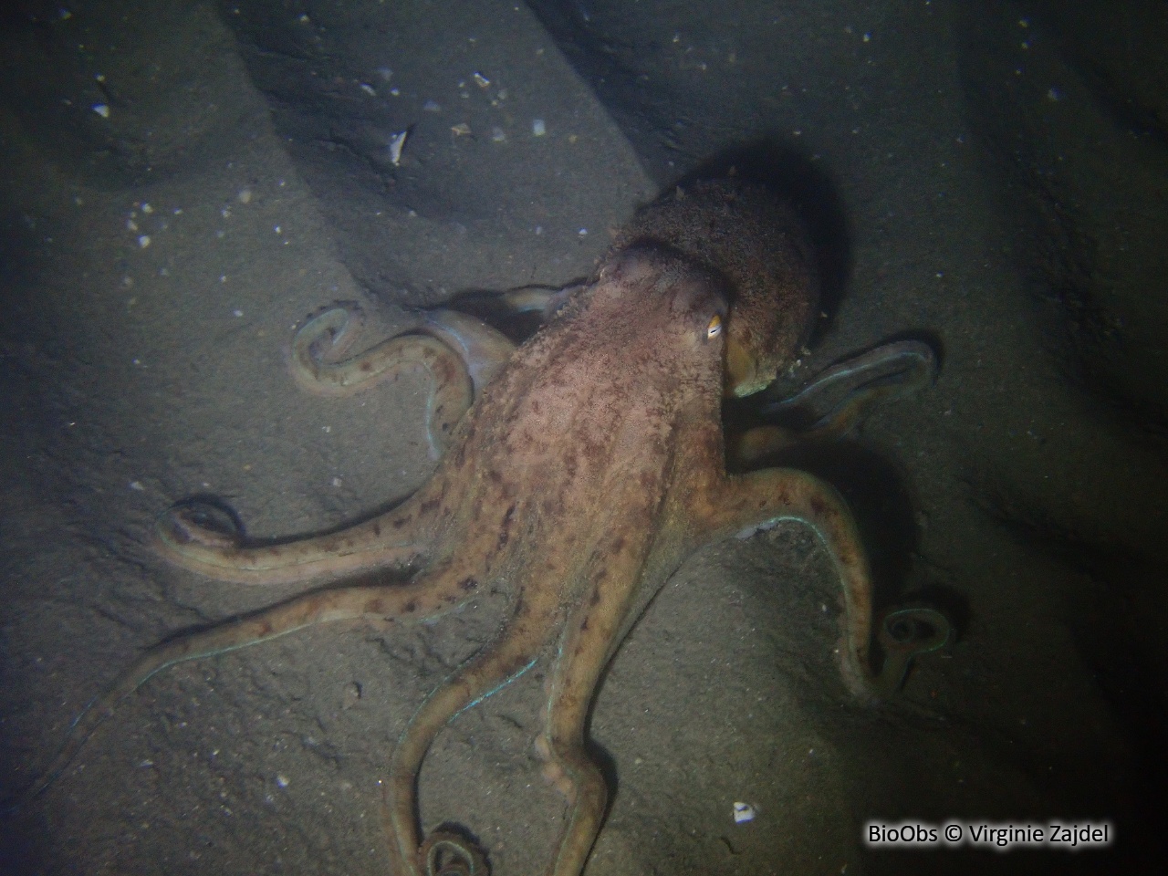 Elédone musquée - Eledone moschata - Virginie Zajdel - BioObs