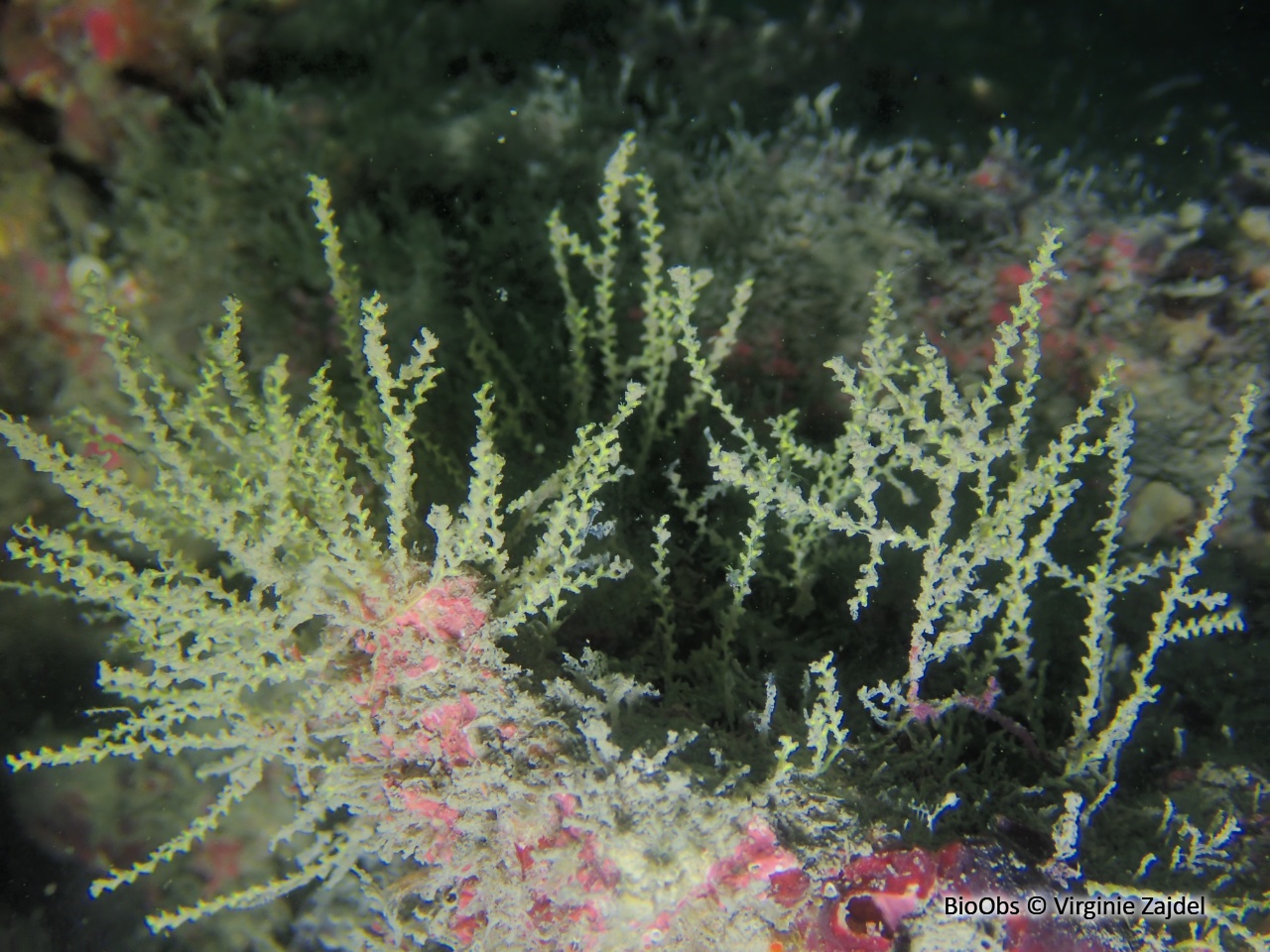 Sertularelle de Méditerranée - Sertularella mediterranea - Virginie Zajdel - BioObs