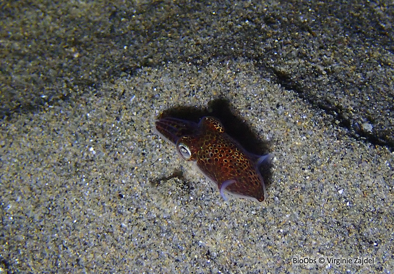 Sépiole de Rondelet - Sepiola rondeletii - Virginie Zajdel - BioObs