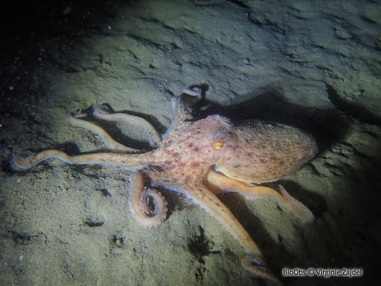 Elédone musquée - Eledone moschata - Virginie Zajdel - BioObs