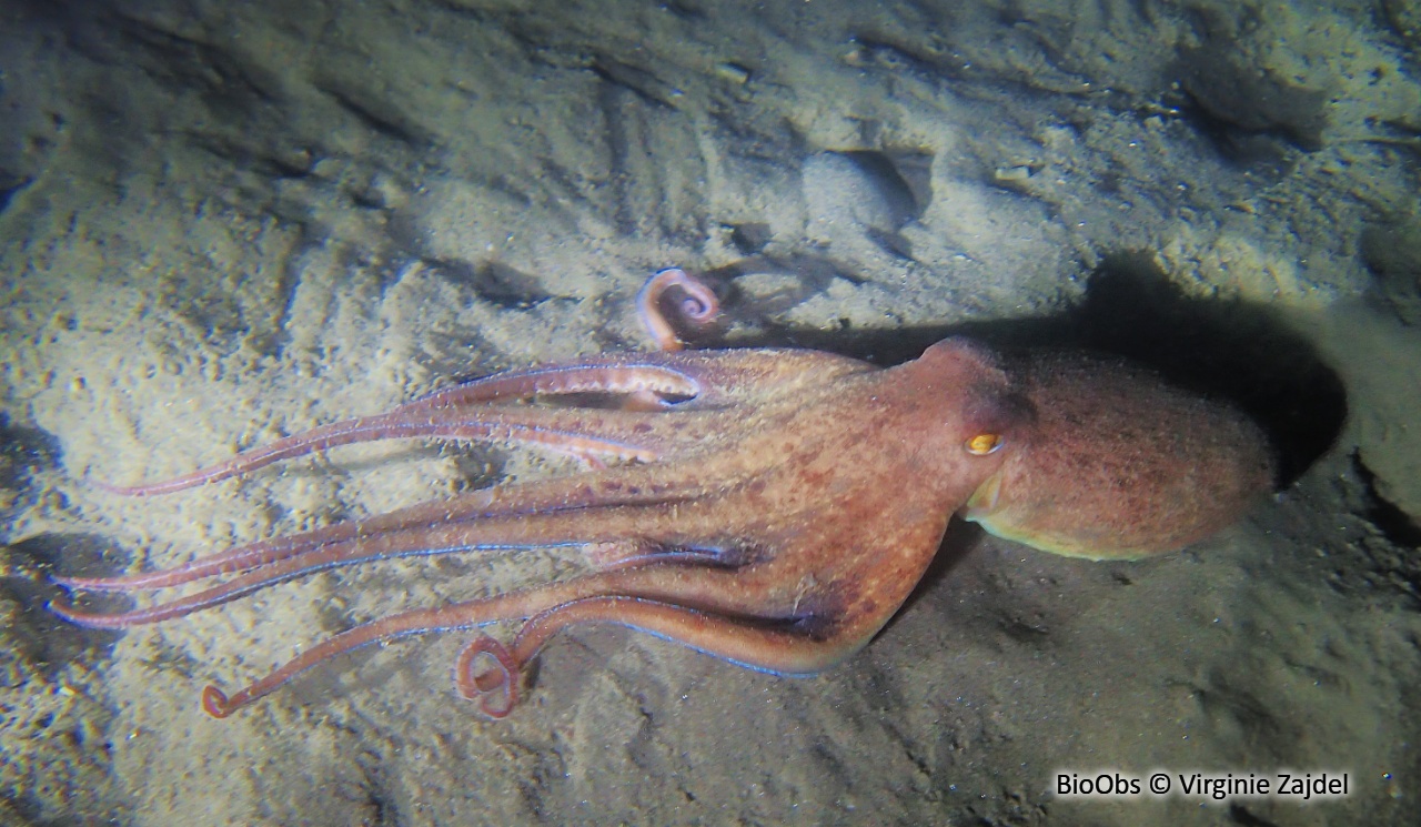 Elédone musquée - Eledone moschata - Virginie Zajdel - BioObs