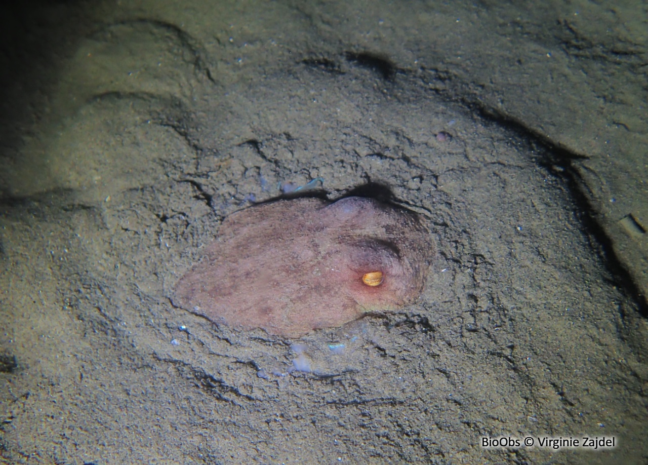 Elédone musquée - Eledone moschata - Virginie Zajdel - BioObs