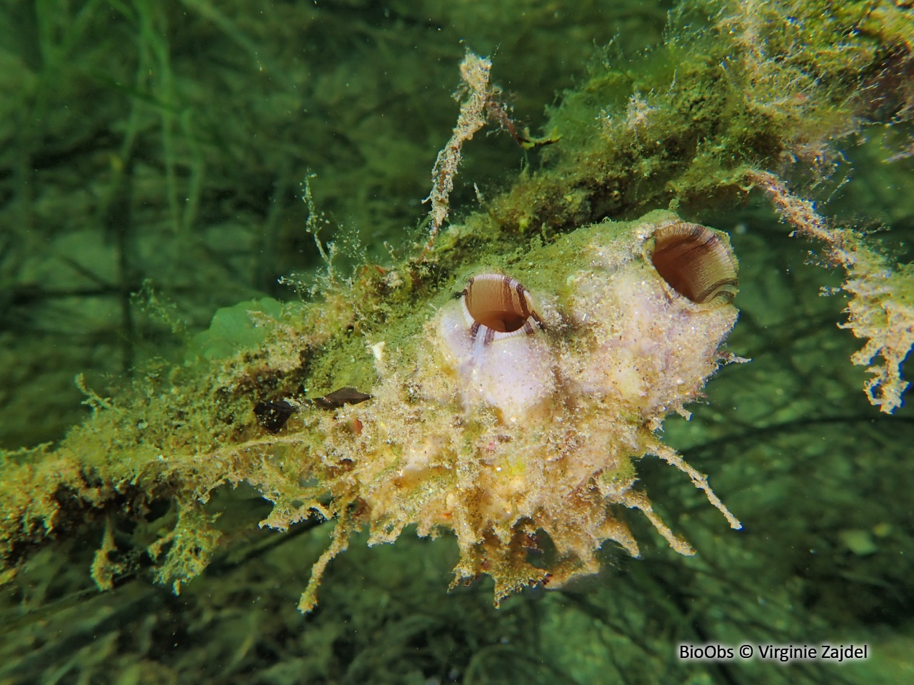 Ascidie plissée - Styela plicata - Virginie Zajdel - BioObs