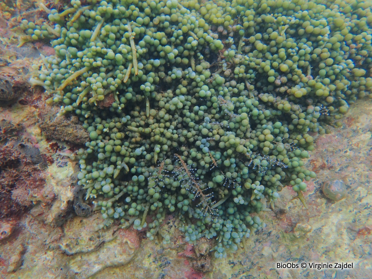 Caulerpe turbinata - Caulerpa racemosa var. turbinata - Virginie Zajdel - BioObs