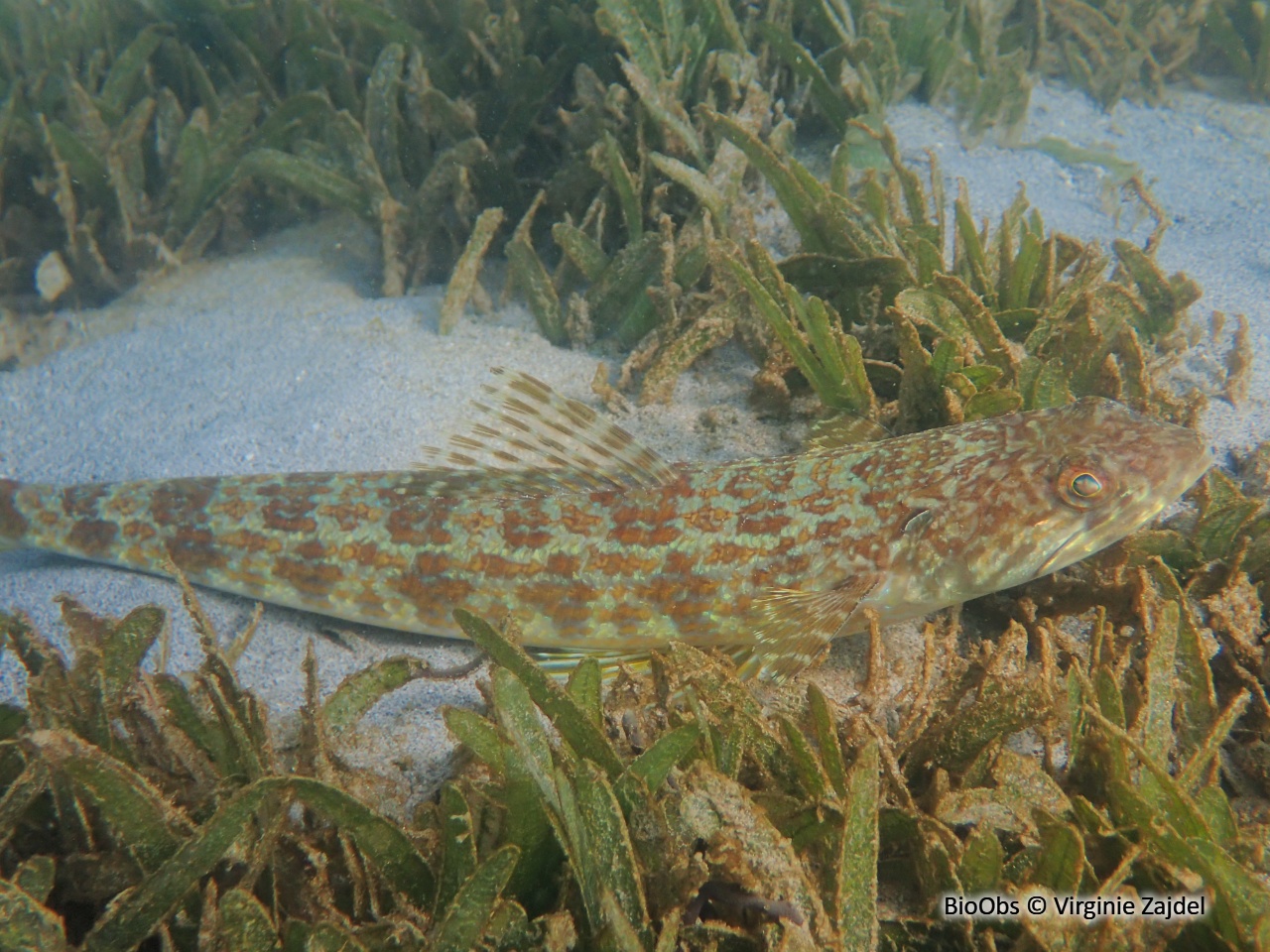 Anoli de sable - Synodus intermedius - Virginie Zajdel - BioObs