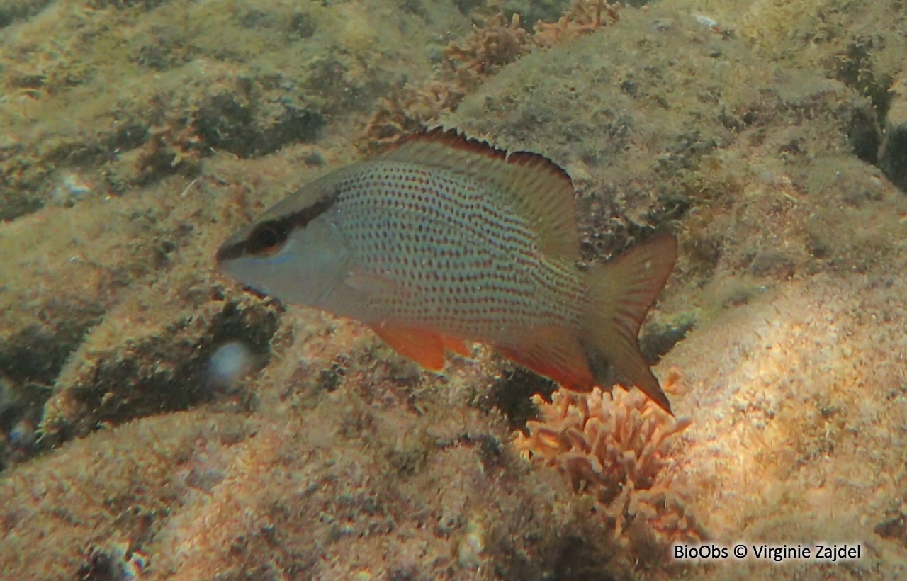Sarde grise - Lutjanus griseus - Virginie Zajdel - BioObs