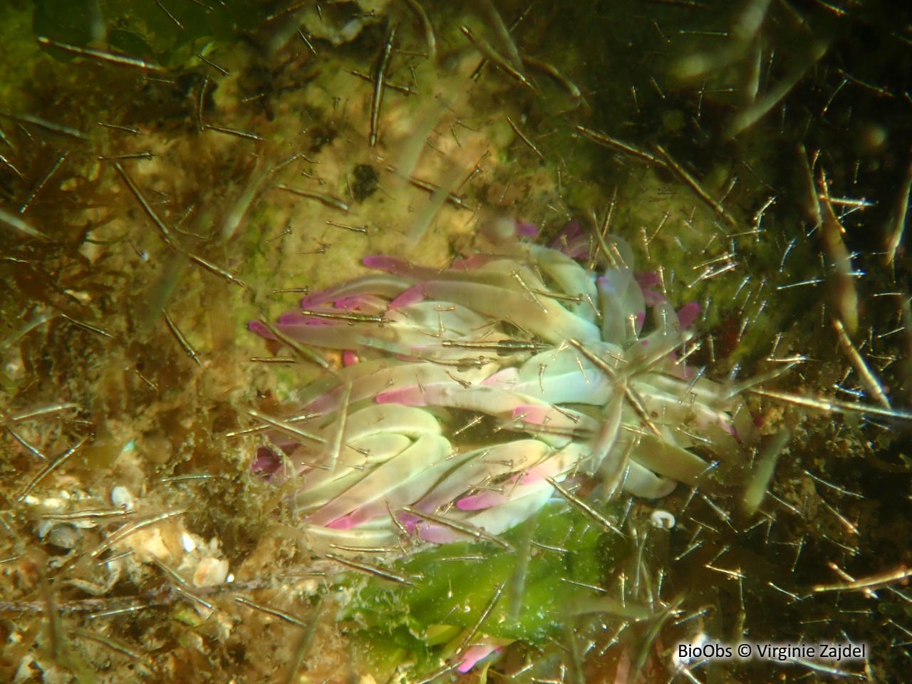 Crevette pélagique - Leptomysis mediterranea - Virginie Zajdel - BioObs