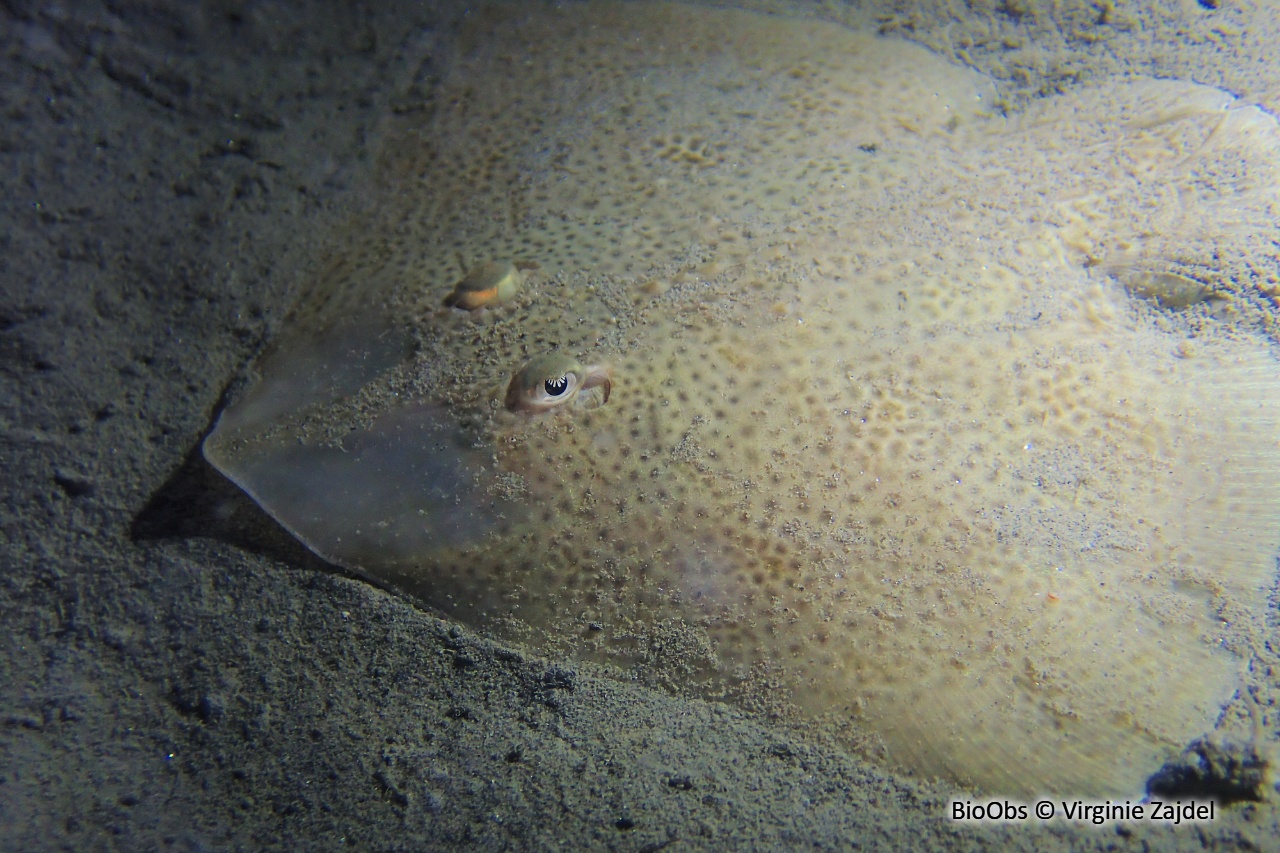 Raie étoilée - Raja asterias - Virginie Zajdel - BioObs