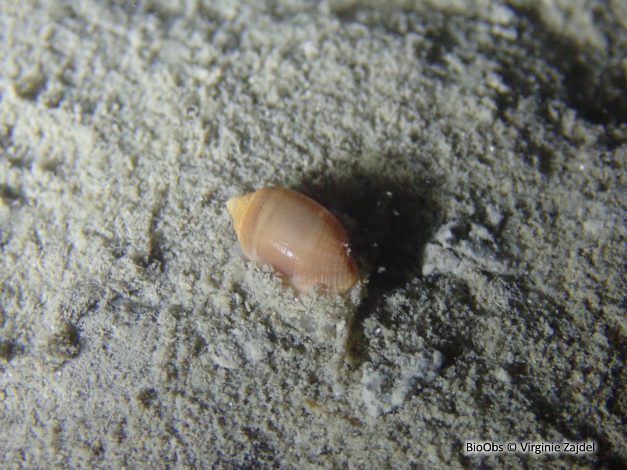Actéon enroulé - Acteon tornatilis - Virginie Zajdel - BioObs