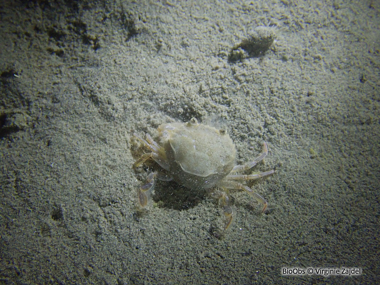 Etrille lisse - Liocarcinus vernalis - Virginie Zajdel - BioObs