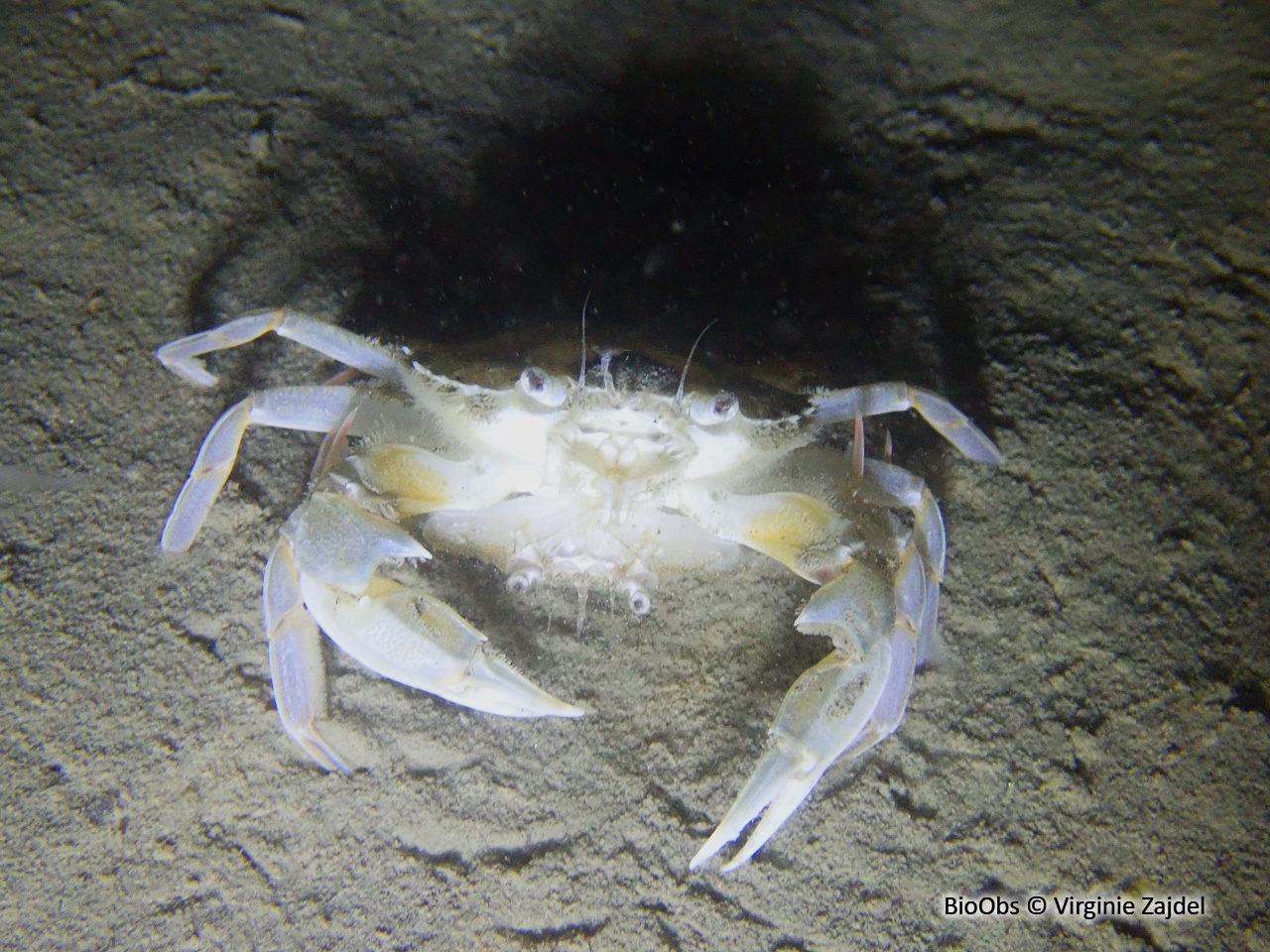 Etrille lisse - Liocarcinus vernalis - Virginie Zajdel - BioObs